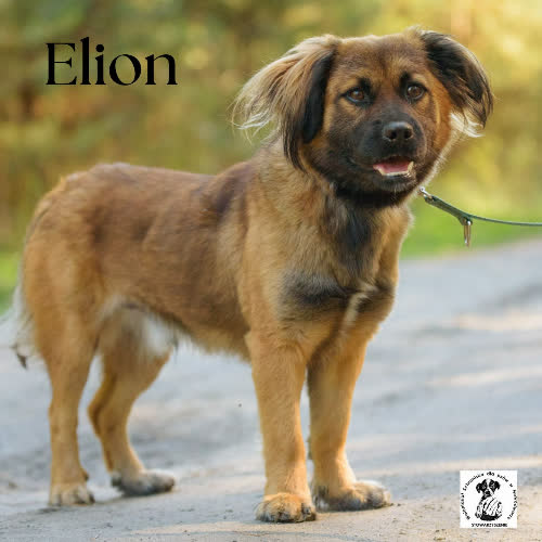 Elion