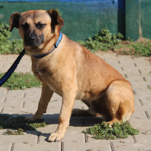Psy ze schroniska do adopcji Mufinek