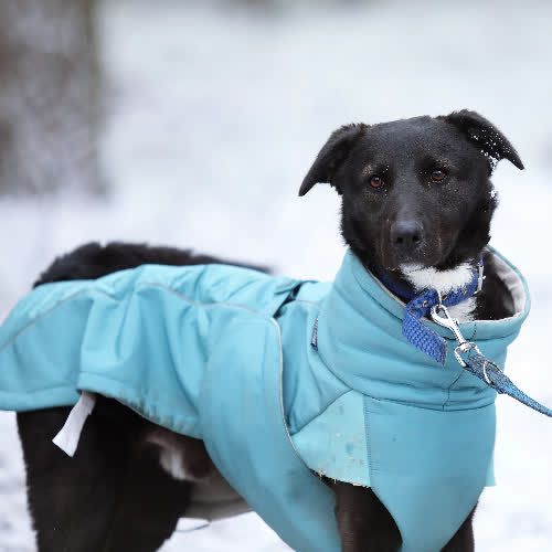 Psy ze schroniska do adopcji Archie