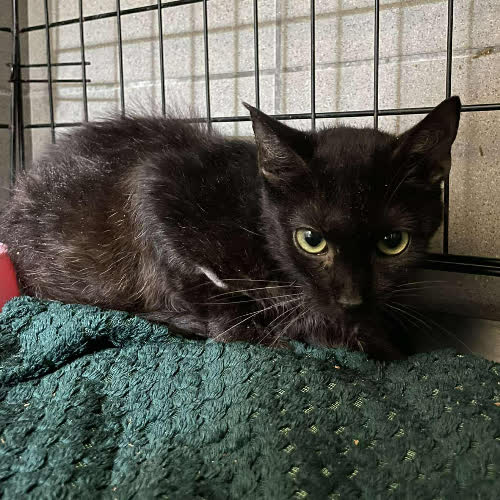 Koty ze schroniska do adopcji A111