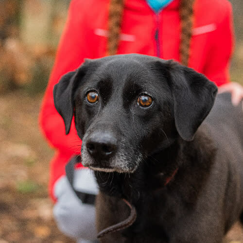 Psy ze schroniska do adopcji Czaruś