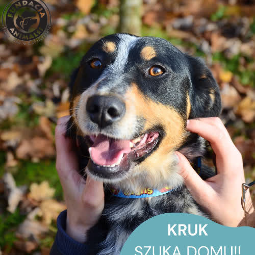 Psy ze schroniska do adopcji Kruk