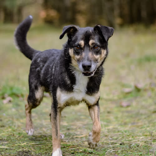 Psy ze schroniska do adopcji Kacper 