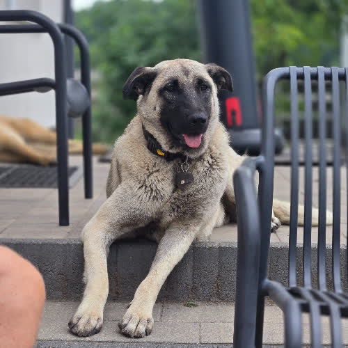 Psy ze schroniska do adopcji BASIA