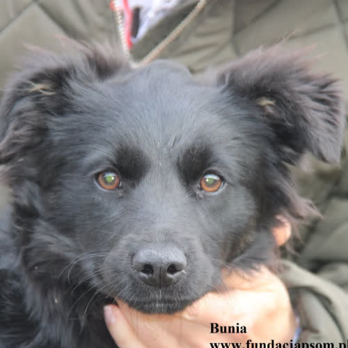 Psy ze schroniska do adopcji Bunia