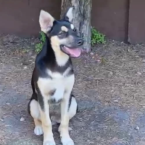 Kiko