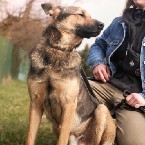 Psy ze schroniska do adopcji Buzz