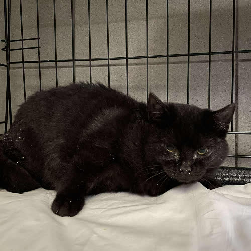 Koty ze schroniska do adopcji A125