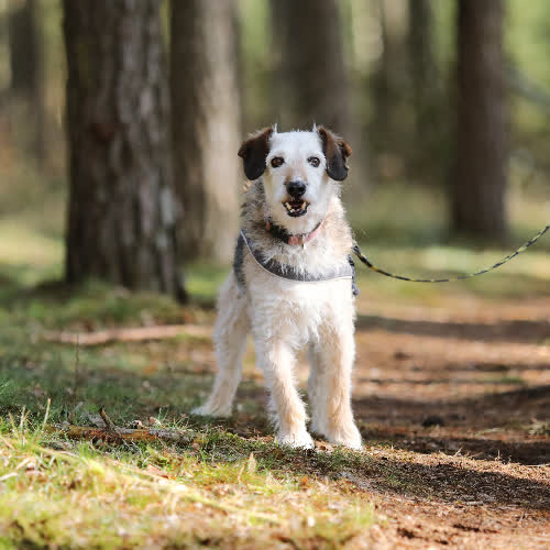 Psy ze schroniska do adopcji Gucio