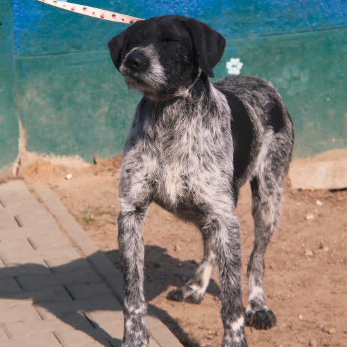 Psy ze schroniska do adopcji Pongo