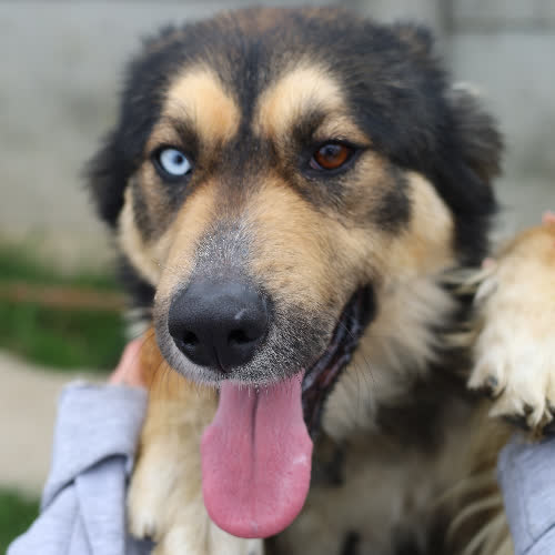 Psy ze schroniska do adopcji Felix 