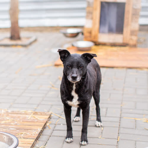 Psy ze schroniska do adopcji Boni