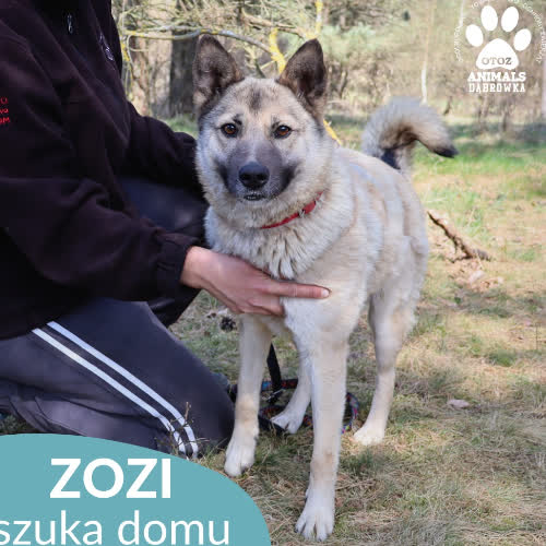 Zozi