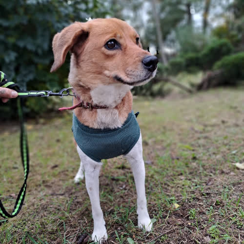 Psy ze schroniska do adopcji Paka