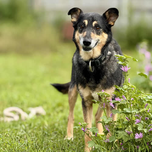 Psy ze schroniska do adopcji Kaszmir