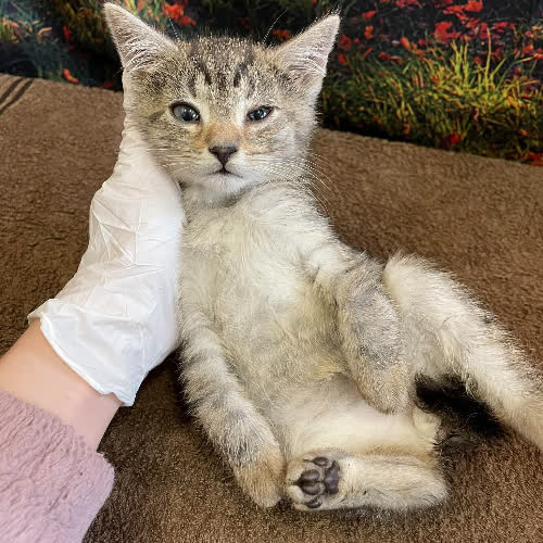 Koty ze schroniska do adopcji Fistaszek