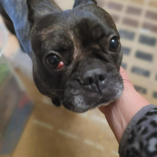 Psy ze schroniska do adopcji Fiona