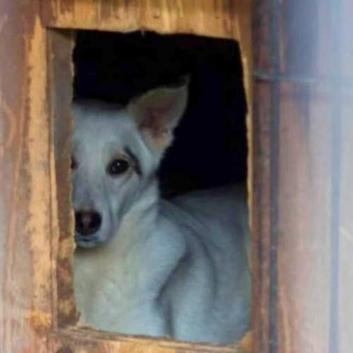 Psy ze schroniska do adopcji Portos