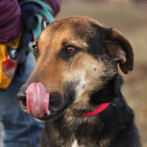 Psy ze schroniska do adopcji Dodo