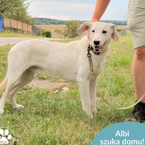 Psy ze schroniska do adopcji Albi