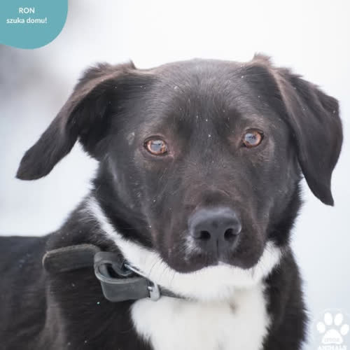 Psy ze schroniska do adopcji RON