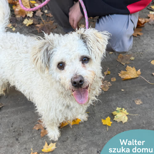 Psy ze schroniska do adopcji Walter