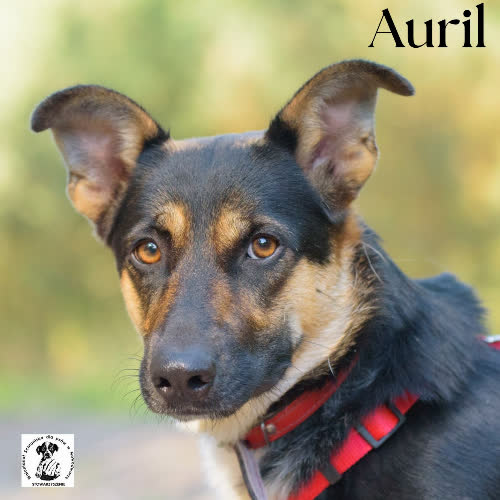 Psy ze schroniska do adopcji Auril