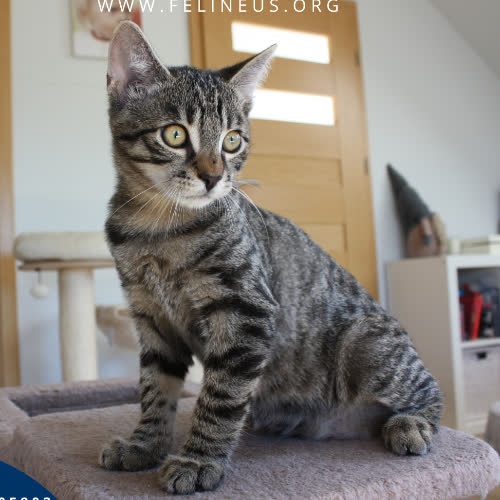 Koty ze schroniska do adopcji Mleczyk