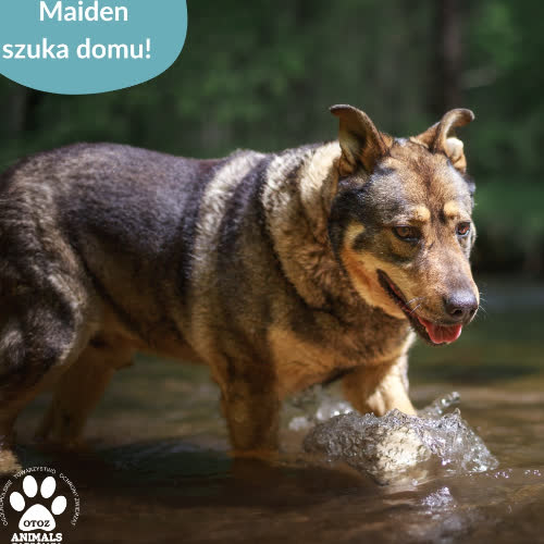 Psy ze schroniska do adopcji Maiden
