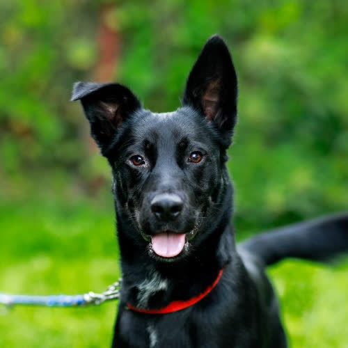 Psy ze schroniska do adopcji Perez