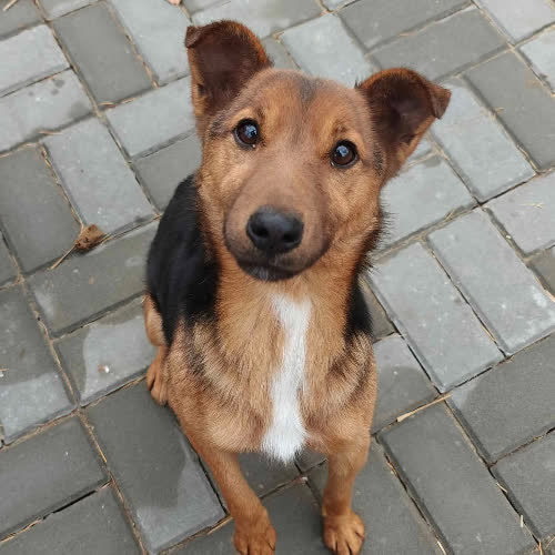 Psy ze schroniska do adopcji Romuś