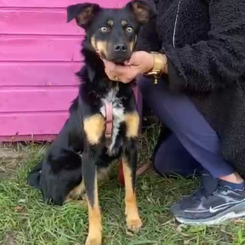 Psy ze schroniska do adopcji Bonia