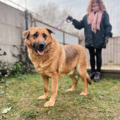 Psy ze schroniska do adopcji Misiek