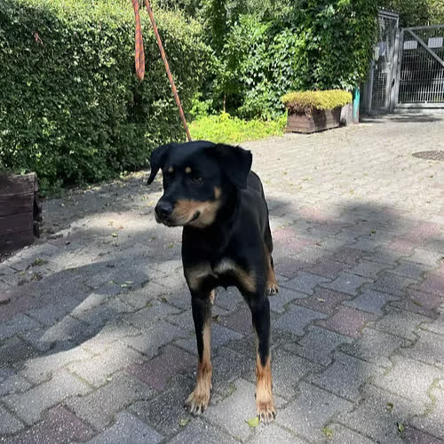 Psy ze schroniska do adopcji ZOJA