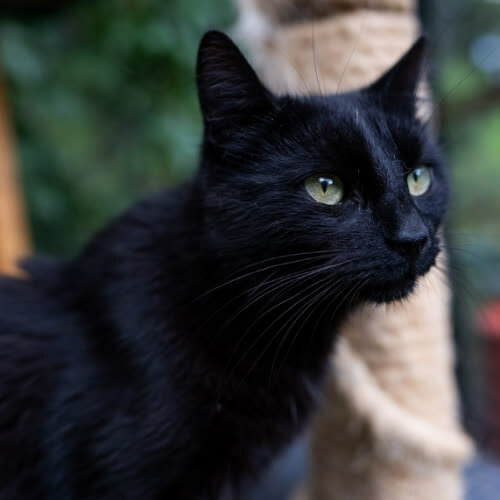 Koty ze schroniska do adopcji Paaliaq