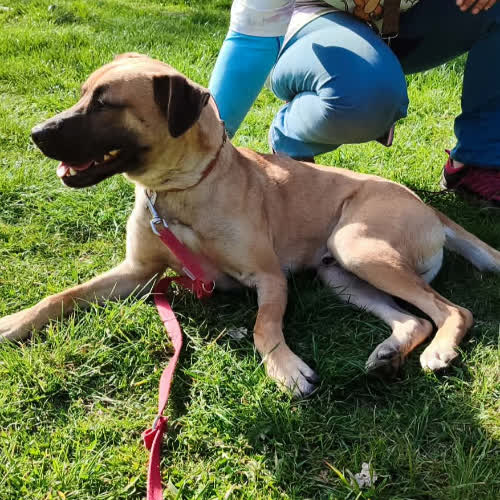 Psy ze schroniska do adopcji Bratek