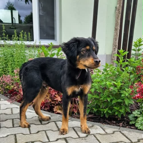 Psy ze schroniska do adopcji Gufi 