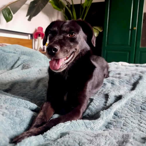 Psy ze schroniska do adopcji Prim