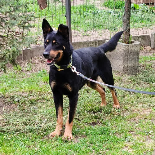 Psy ze schroniska do adopcji Nosal