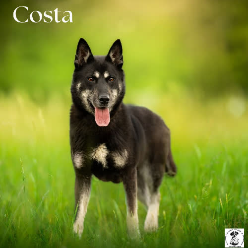 Odważna COSTA 