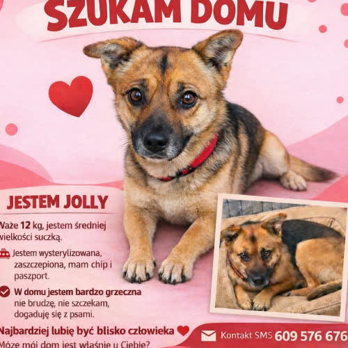 Psy ze schroniska do adopcji Jolly