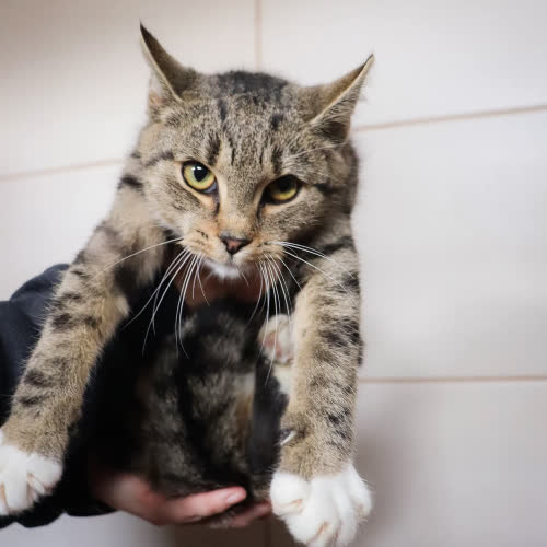 Koty ze schroniska do adopcji Debi