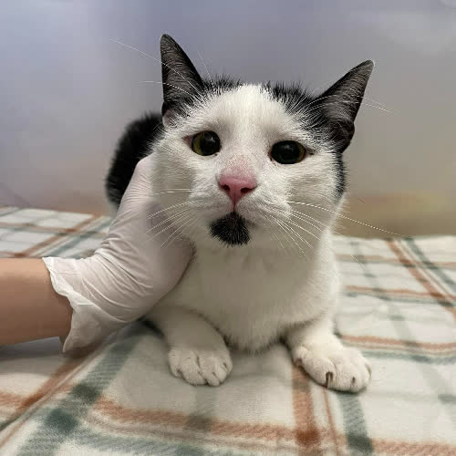 Koty ze schroniska do adopcji Dinara