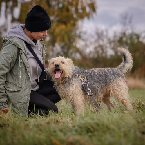 Psy ze schroniska do adopcji BENIO