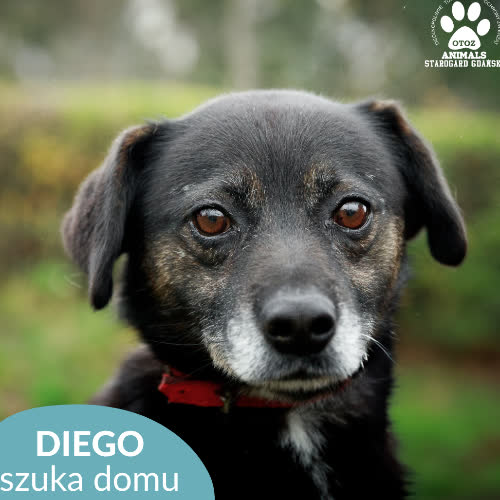Psy ze schroniska do adopcji Diego