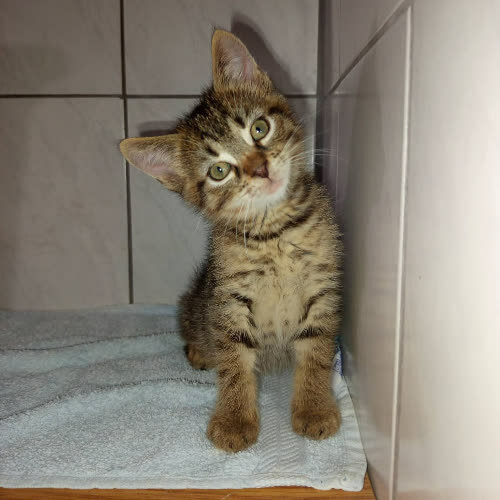 Koty ze schroniska do adopcji Jacek