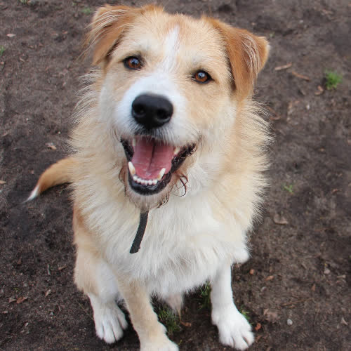 Psy ze schroniska do adopcji Tadziu 