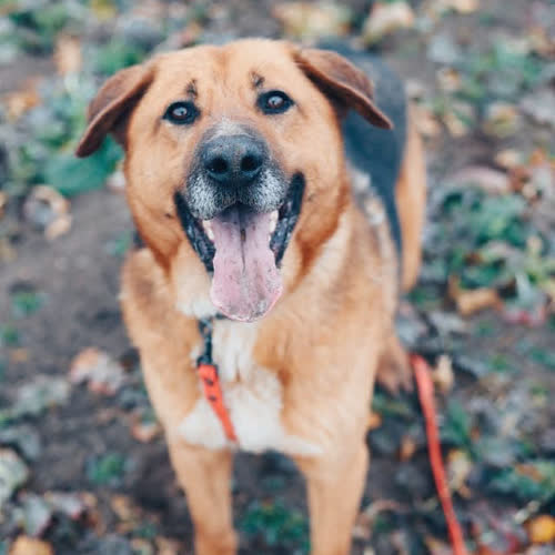 Psy ze schroniska do adopcji Baron