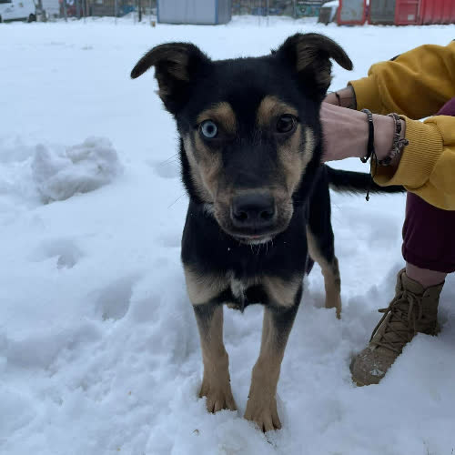 Psy ze schroniska do adopcji Szafran