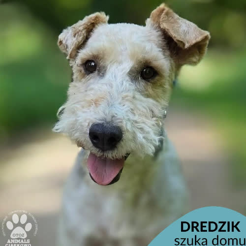 Dredzik